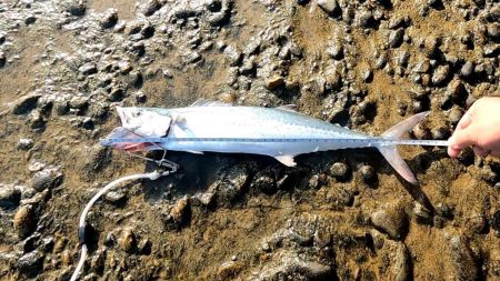 伊切海岸でショアジギング