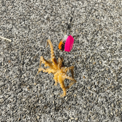 外れ年確定のイイダコ釣り