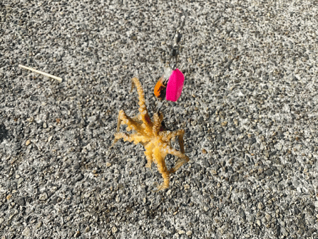 外れ年確定のイイダコ釣り