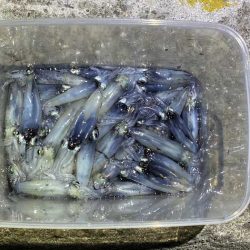 姫路でヒイカ釣り夕マヅメラッシュで爆釣か！？