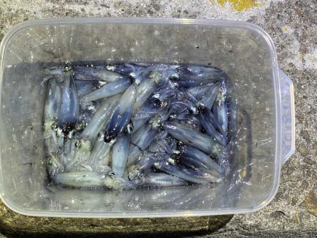 姫路でヒイカ釣り夕マヅメラッシュで爆釣か！？