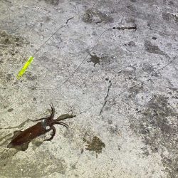 今一番釣れているヒイカを狙い！