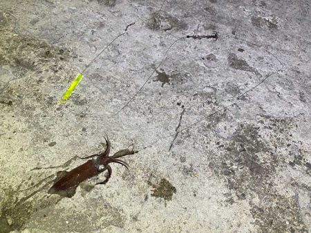 今一番釣れているヒイカを狙い！