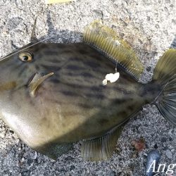 根掛かりと戦いつつ良型カワハギ！