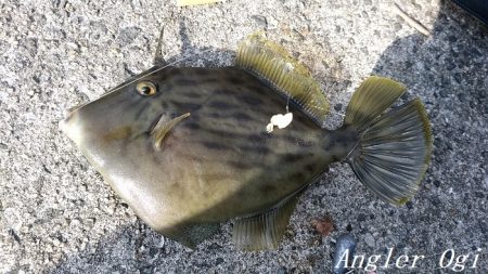 根掛かりと戦いつつ良型カワハギ！