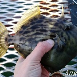 22㎝頭に良型カワハギ7枚！