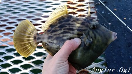 22㎝頭に良型カワハギ7枚！