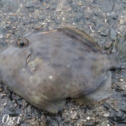 カワハギ&タチウオの二本立て