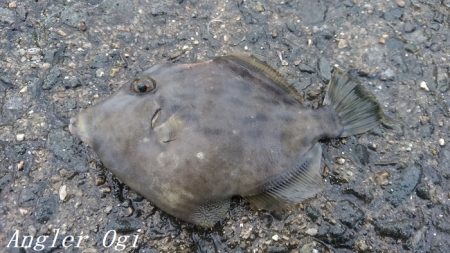 カワハギ&タチウオの二本立て