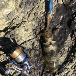 寝坊からのエギング