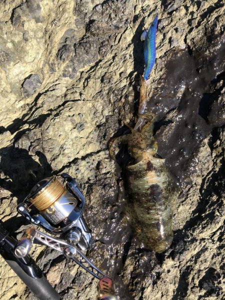 寝坊からのエギング