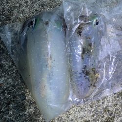 念願のアオリイカ