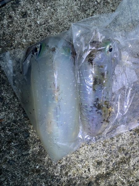 念願のアオリイカ