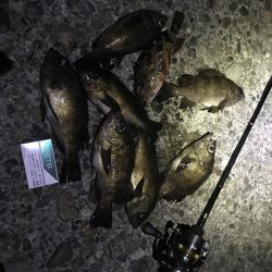 そろそろかしら