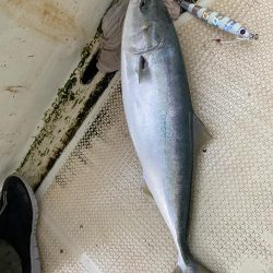 ハマチ入れ食い