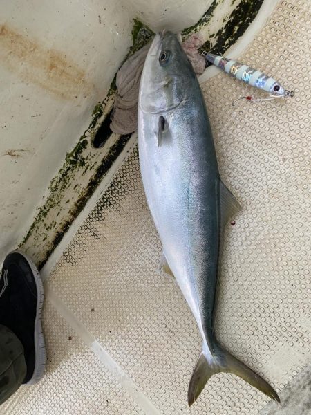 ハマチ入れ食い