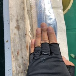 泉州丸さんでタチウオ