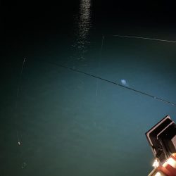 明日も行くかも？ヒイカ釣り！！