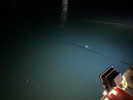 明日も行くかも？ヒイカ釣り！！