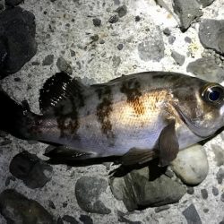 アジ・メバル・サバ