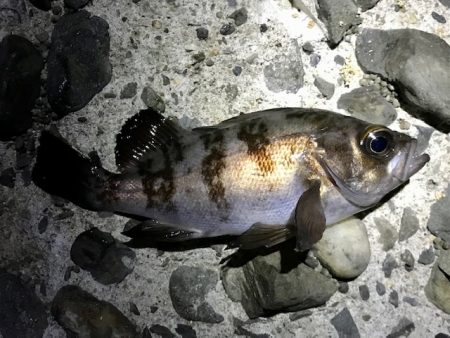 アジ・メバル・サバ