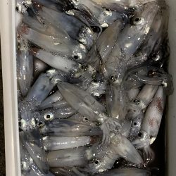 釣果よりも風裏を求めて