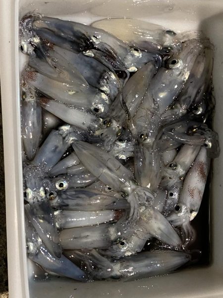 釣果よりも風裏を求めて