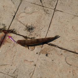 キャンプ帰りの