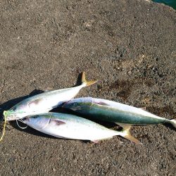 今日渋かった…