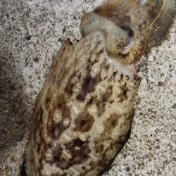 朝間づめ。 寂しい反応です。