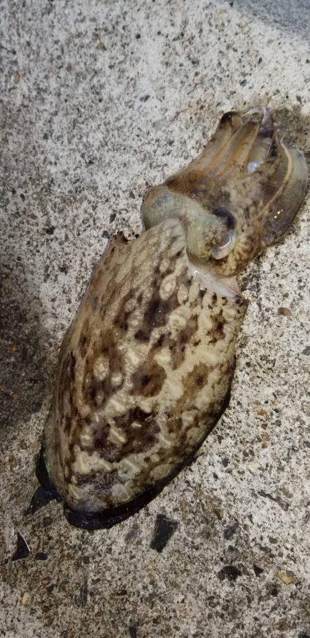 朝間づめ。 寂しい反応です。