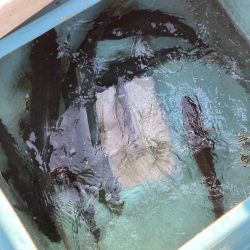 鳴門沖でサワラ