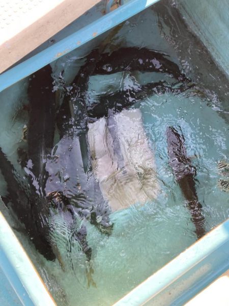 鳴門沖でサワラ