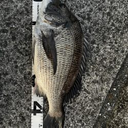 イチノ兄弟、釣果！