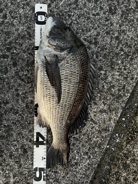 イチノ兄弟、釣果！