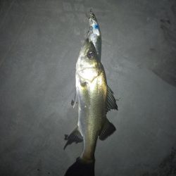 ルアーでこのサイズは初めて