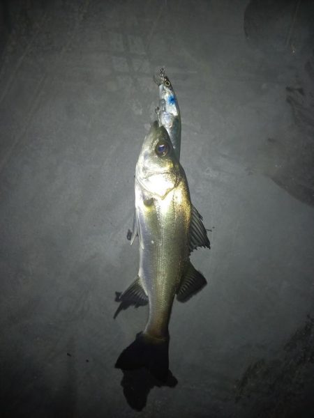 ルアーでこのサイズは初めて