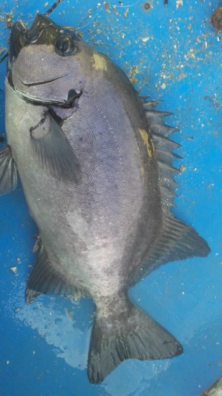 石鯛(中型)(小型)