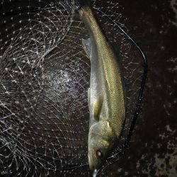 仕事帰りに覗いてみたらボイルが連発