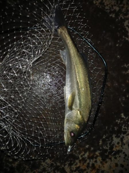 仕事帰りに覗いてみたらボイルが連発