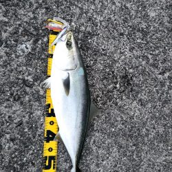 メジロとシーバス