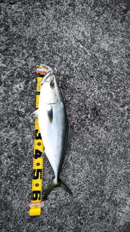 メジロとシーバス