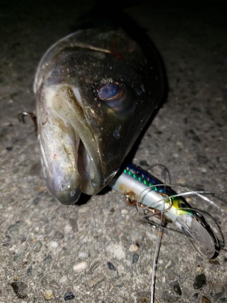 夜練釣行