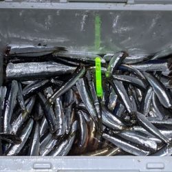 カタクチは無限