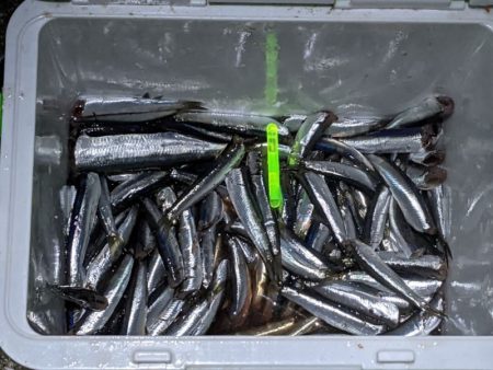 カタクチは無限