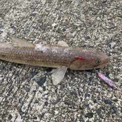 A.P.Pフィッシングガイドサービス　堤防と磯をチェックしていく