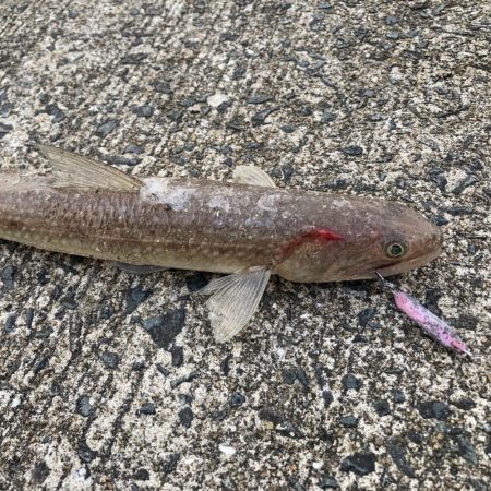 A.P.Pフィッシングガイドサービス　堤防と磯をチェックしていく