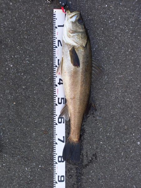 久しぶりのランカーサイズ