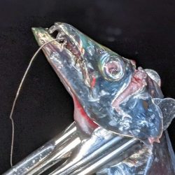 坊主覚悟から5匹