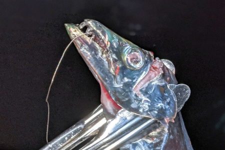 坊主覚悟から5匹